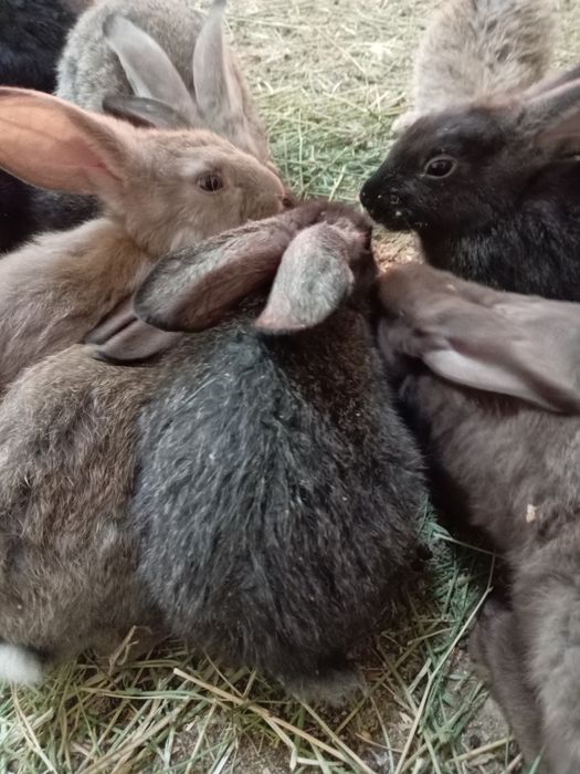 Кролик белый велекан фландр