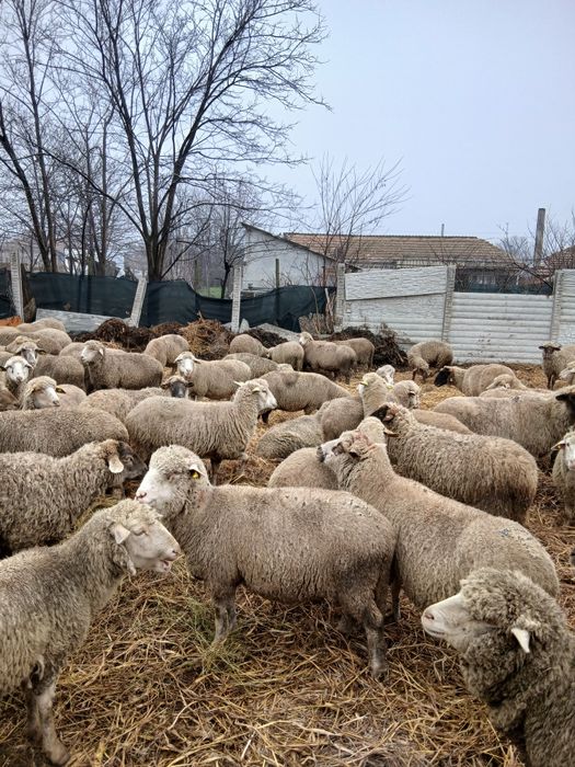 Vând 120 de oi gestante și fătate .