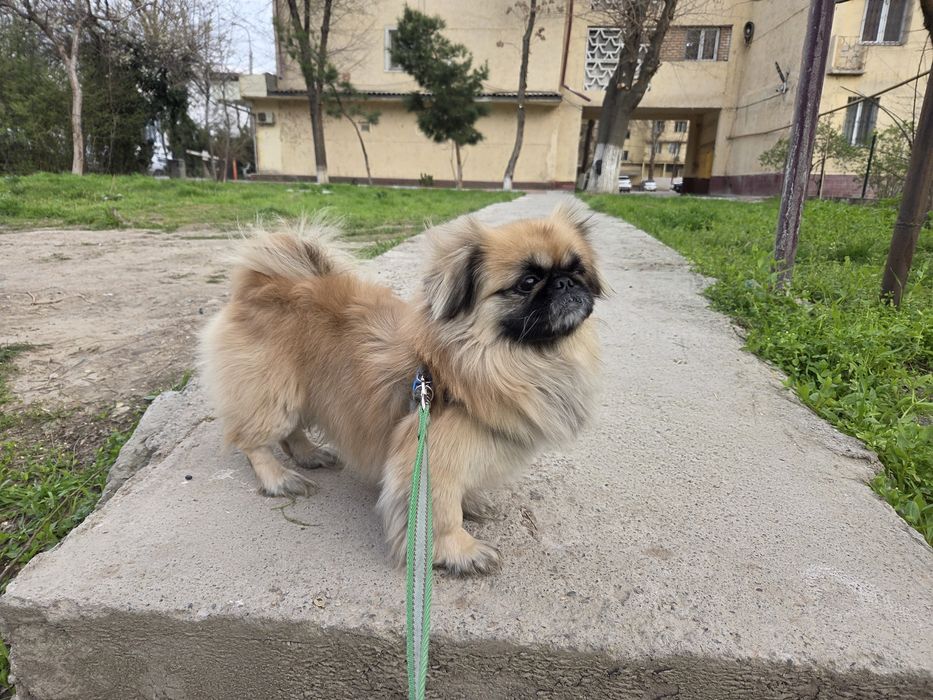 Пекинес ищет подругу