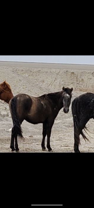 Обмен байталға..