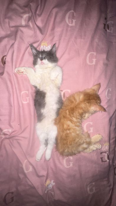 Котята от мамы Мейн кун