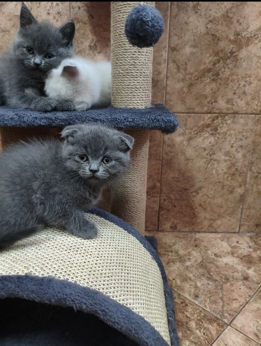 Британски котета