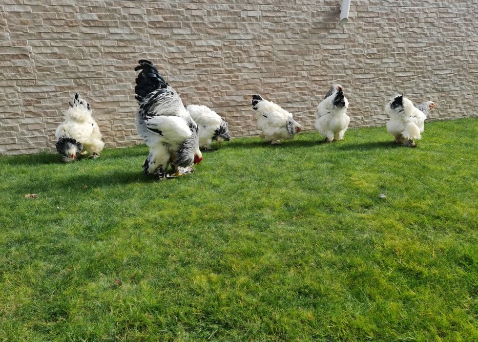 Vand pui Brahma pe 15 culori.Trimit in Tara!!