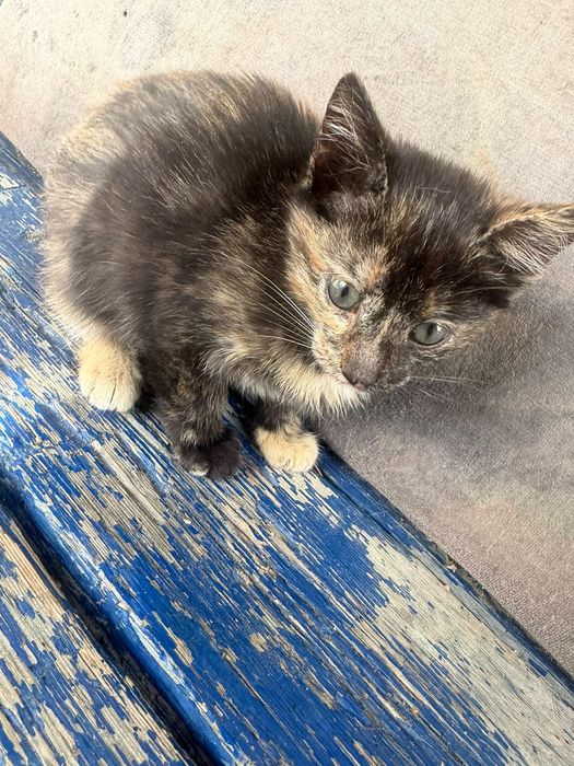 В добрые руки котята