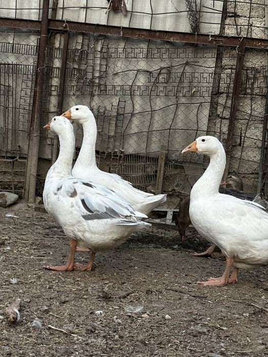 Продаются гуси домашние