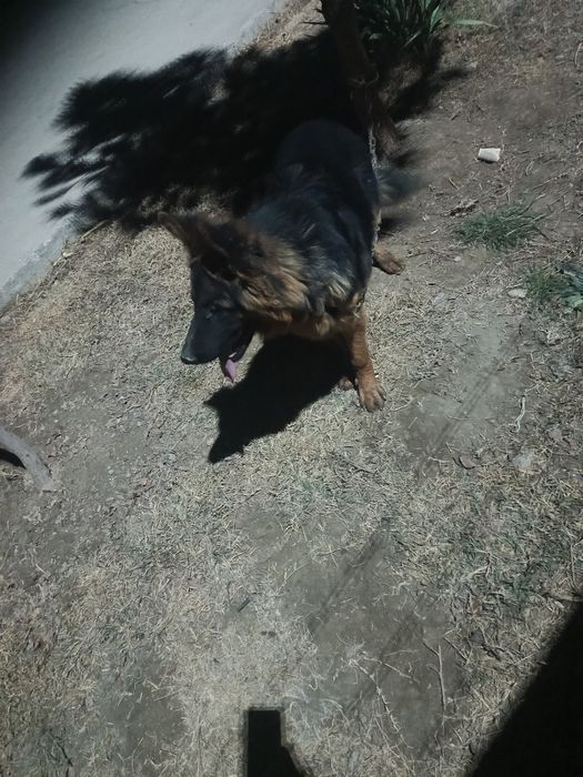 Afcharka it sotiladi