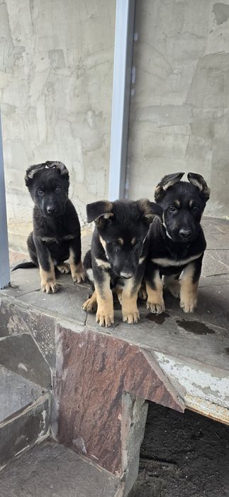 Восточной европейская овчарка