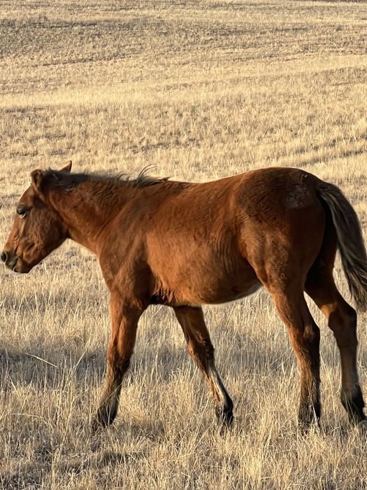 Жабагы бие на соғым