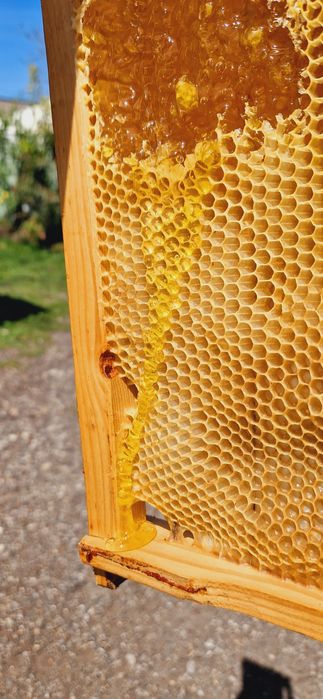 • Miere de albine 2025 •