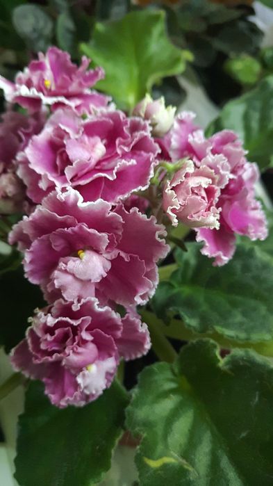 Фиалка/сенполия. Сортовая.