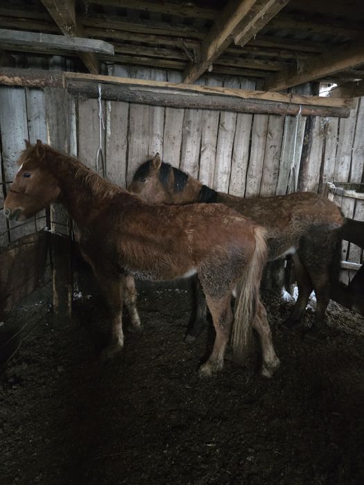 Тайлар с откорма