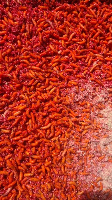 Vând viermi,rame,cutii momeala,preturi bune.