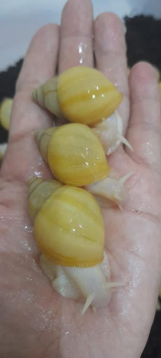 Улитки ахатины альбино и стандарт