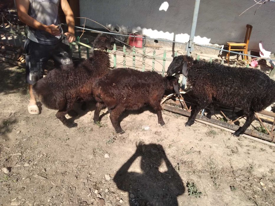 Кучкары ,кучкор.