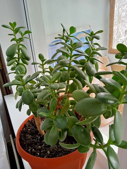 Цветы комнатные продам