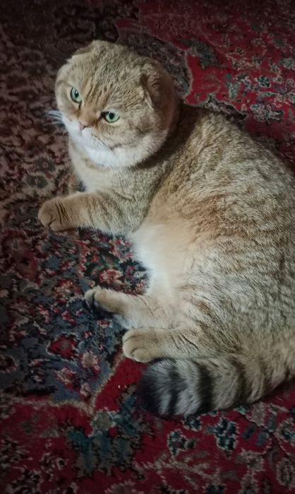 Британский веслух золотая шиншилла ўғил бола 2 ёш