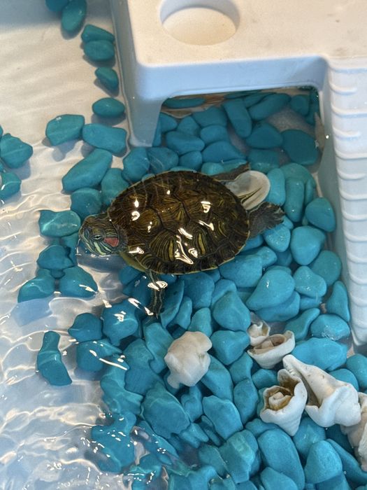 Красноухая черепаха