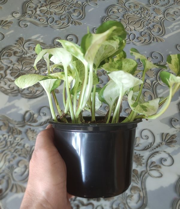 Продам эпипремнум