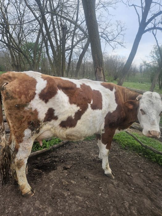 De vanzare vaca tanara de 4 ani