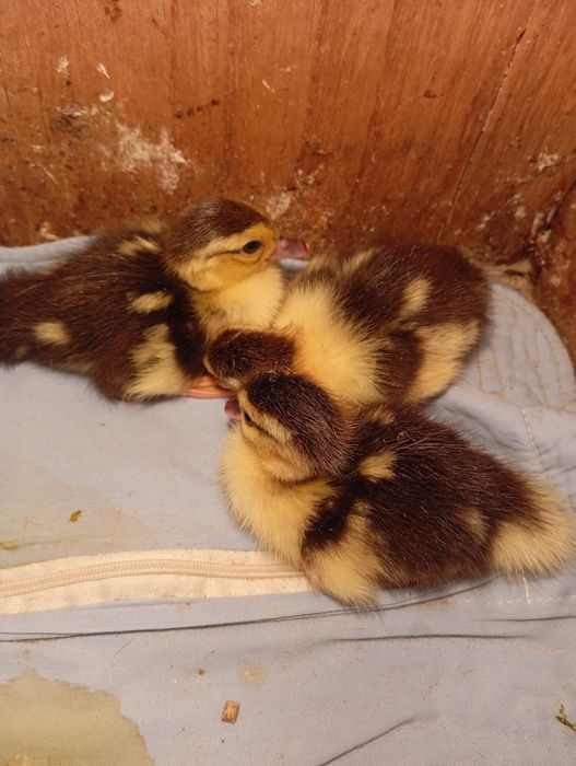 Продам индоутят.