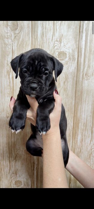 Щенки ПитБокса///