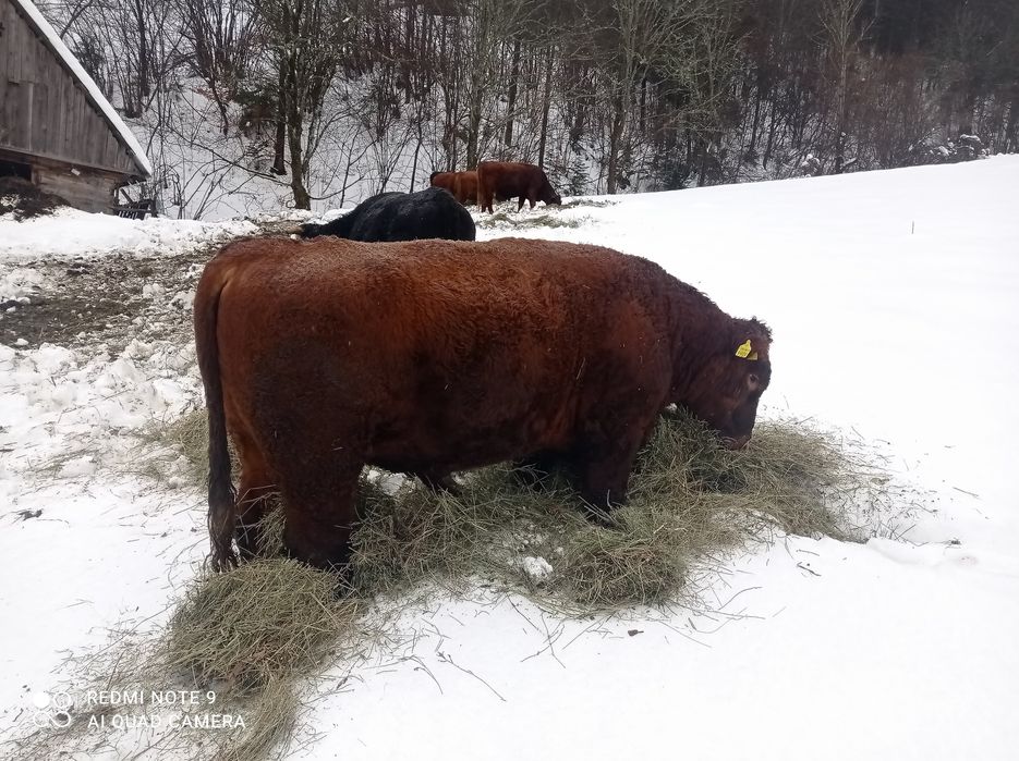 Vând taur Angus de doi ani