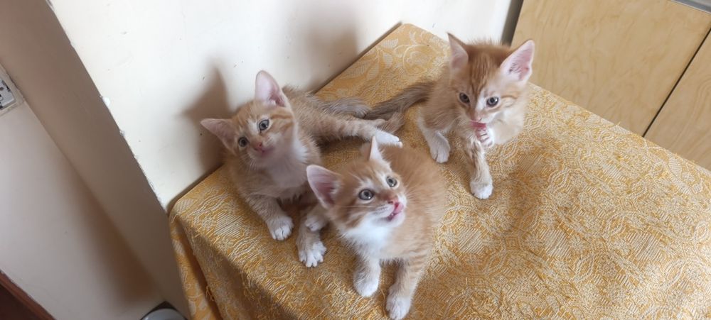 Отдам котят в добрые руки