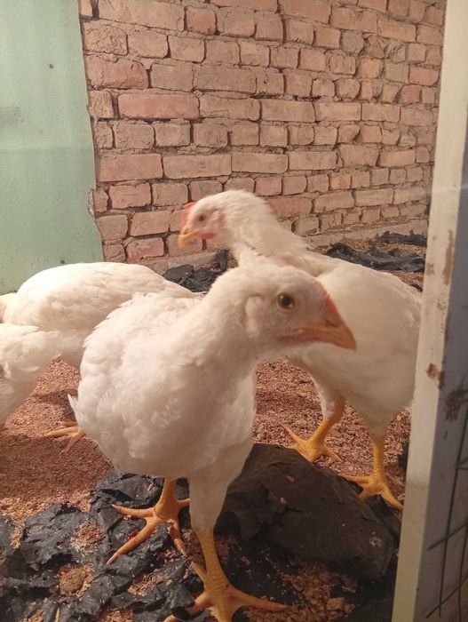Semiz broiler tovuqlar