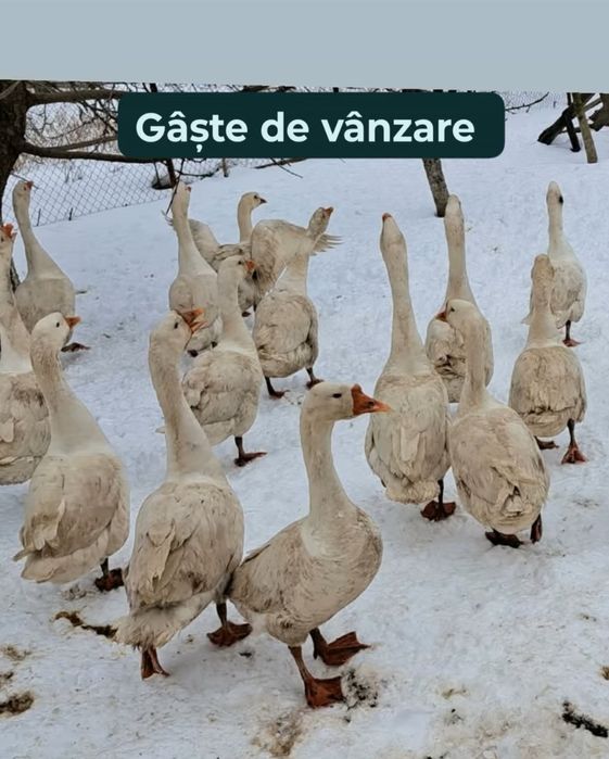 Gâște gâscani  de vânzare