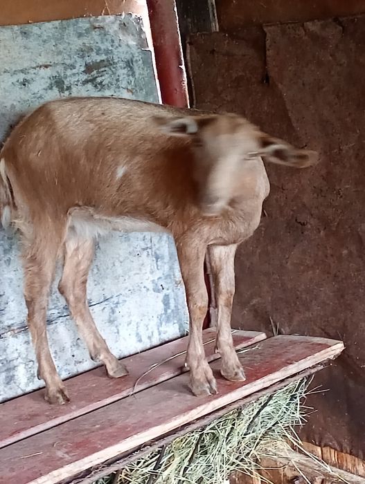 Vând capra și ieduță