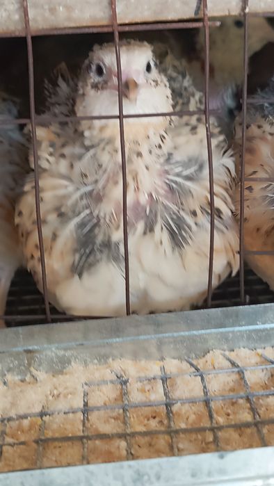 Бөдене, перепелки, 2 -3 айлық