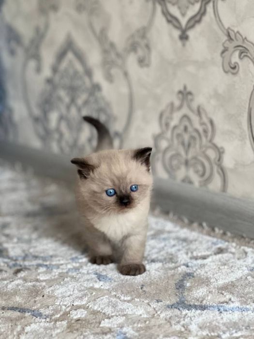 Мишик сотилади кичкина