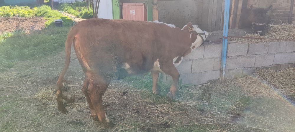 сатылады таналар