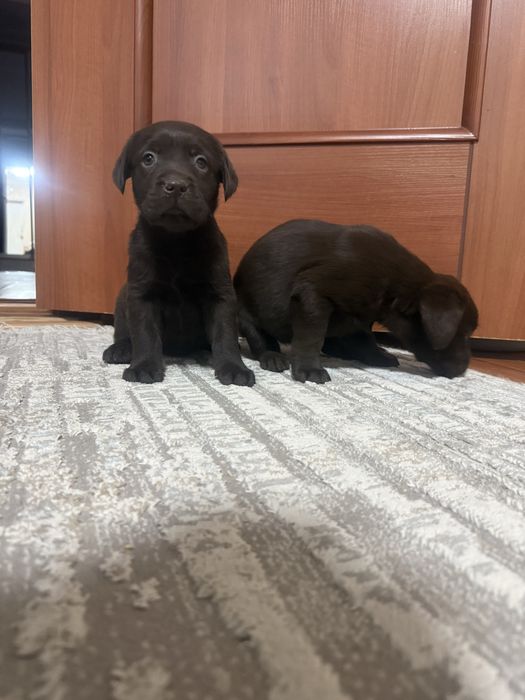 Девочки лабрадор ретривер