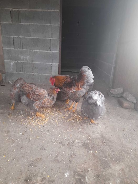 Găini wyanditte rosu-albastru de vinzare
