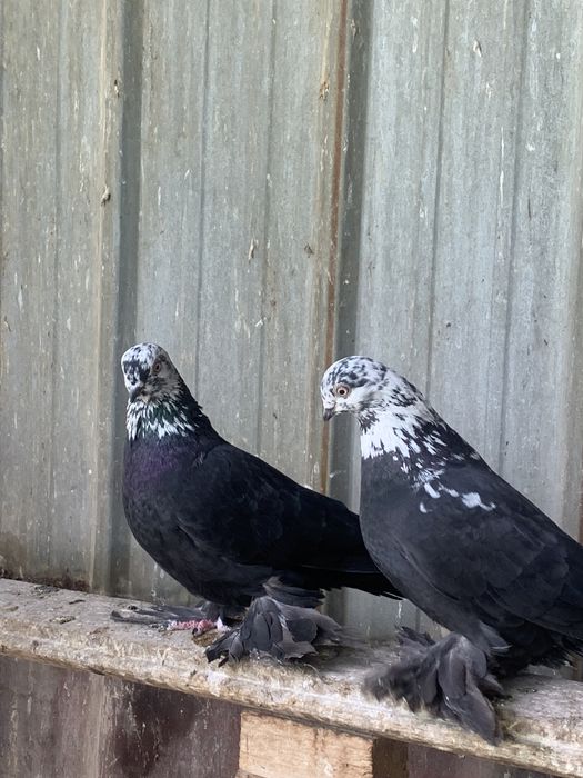 Голуби на продажу разной масти