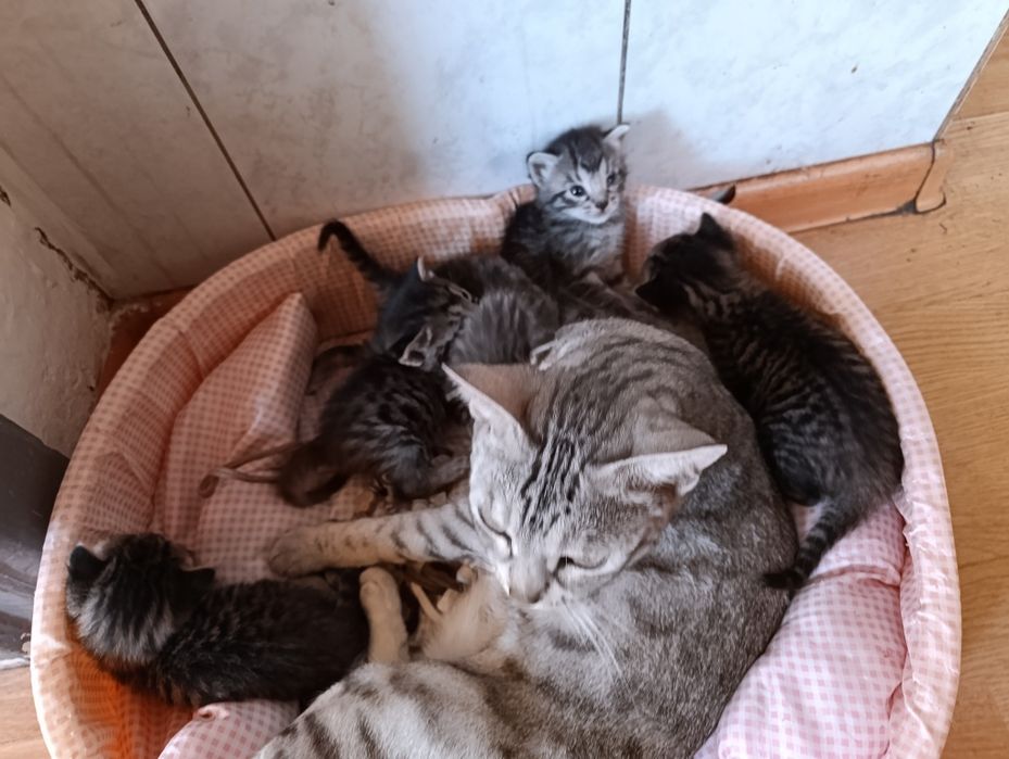 Продаються бенгальские котята