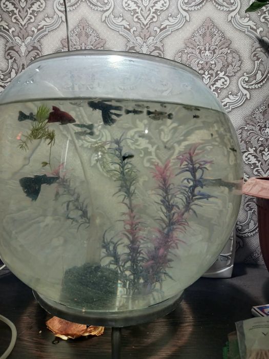 Чёрный монах гупи сатылады