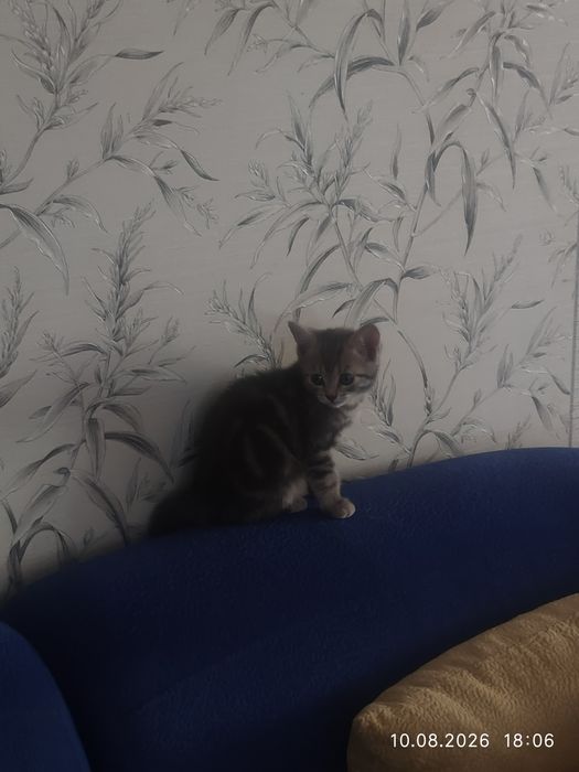 Милые котята продажа