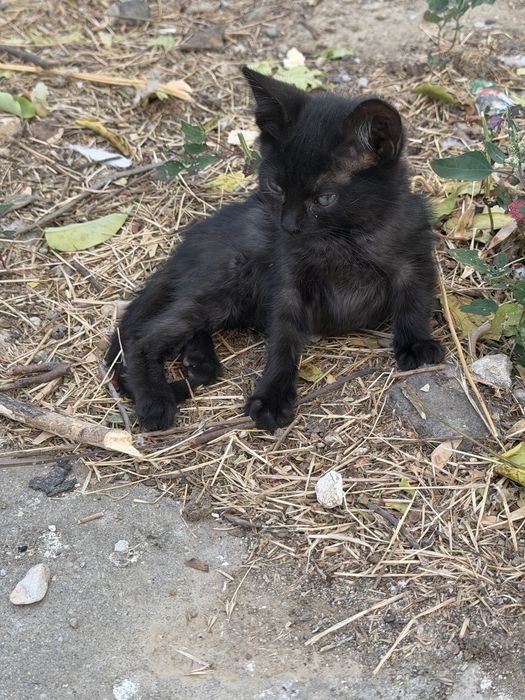 Adoptie puii de pisica