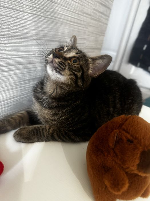 Ищем дом Котенку 3 месяца