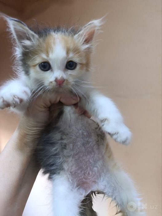 котенок в добрые руки