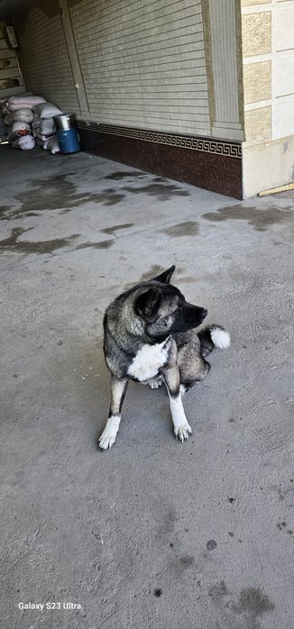 Американская акита