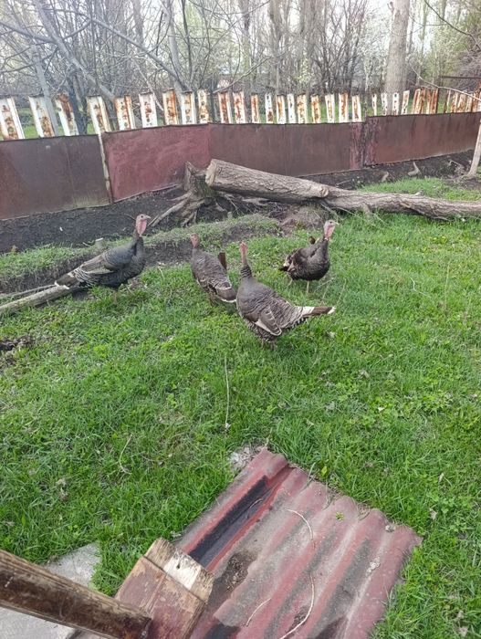 Индюки индюки индюки