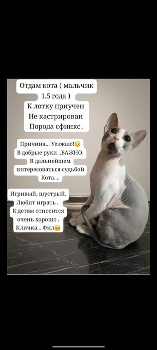 Отдам кота мальчик порода сфинкс.