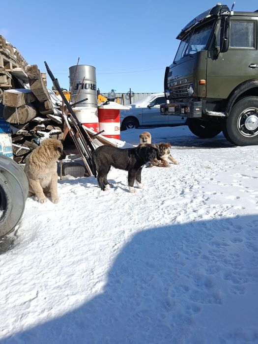 Отдам за хорошие руки шенки бесплотно