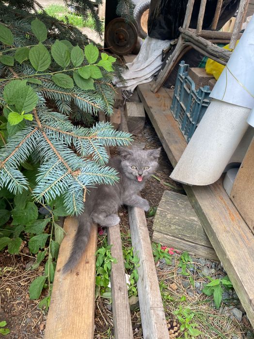 Котята породистые(мальчики-коты)в добрые руки отдам