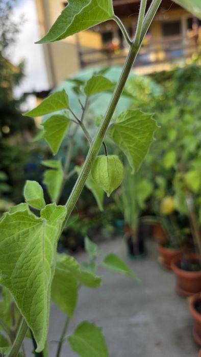 Physalis , papaya si fructul pasiunii