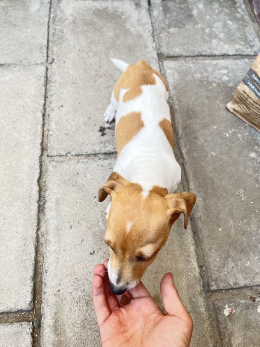 Джек рассел девочка