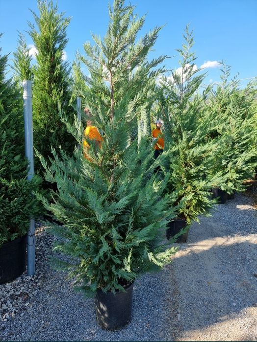 Leylandii 2.3m - 2.5m la super oferta/ calitate extra/ oferim livrare